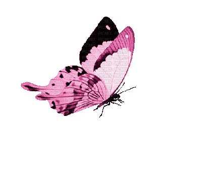 .bfly.
